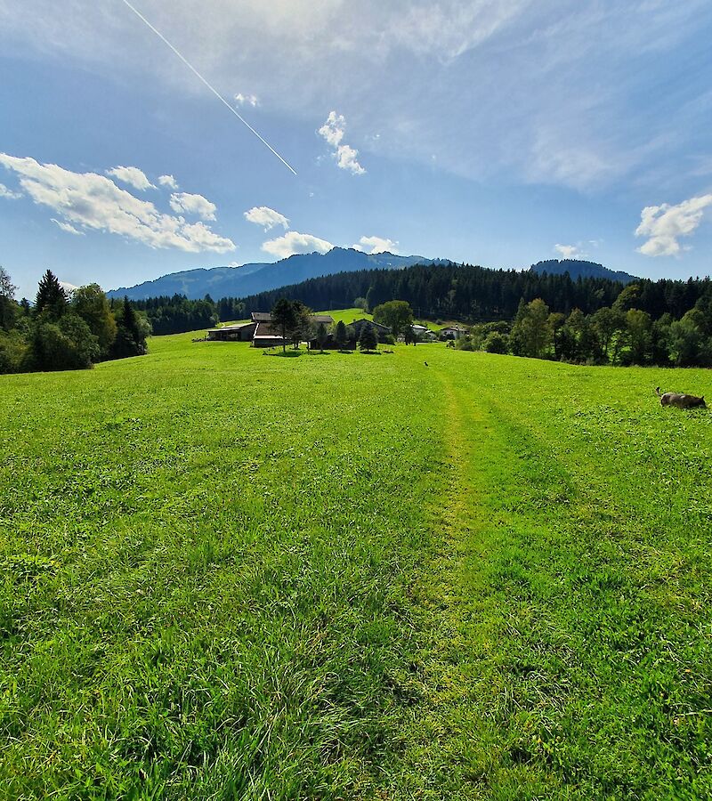 Landwirtschaftlichen Flächen, Wiesen- und Waldparzellen