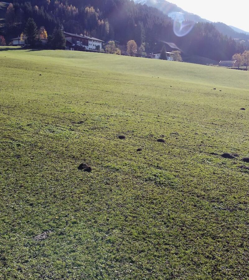 Baugrund mit Blick auf die Hohen Tauern und das Kitzbüheler Horn