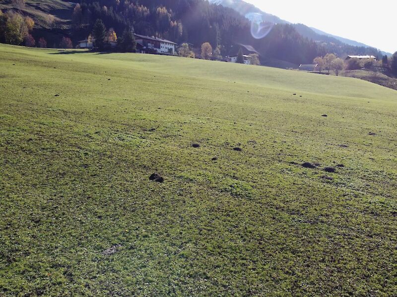Baugrund mit Blick auf die Wurzhöhe und das Kitzbüheler Horn